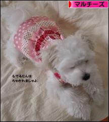 にほんブログ村 犬ブログ マルチーズへ