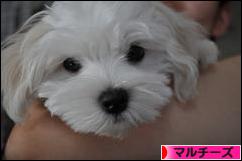にほんブログ村 犬ブログ マルチーズへ