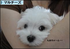 にほんブログ村 犬ブログ マルチーズへ