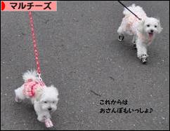 にほんブログ村 犬ブログ マルチーズへ