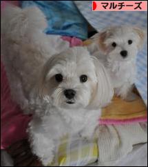 にほんブログ村 犬ブログ マルチーズへ