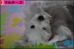 にほんブログ村 犬ブログ マルチーズへ