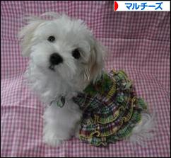 にほんブログ村 犬ブログ マルチーズへ