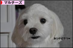 にほんブログ村 犬ブログ マルチーズへ