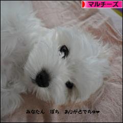 にほんブログ村 犬ブログ マルチーズへ