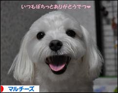にほんブログ村 犬ブログ マルチーズへ