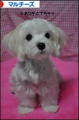 にほんブログ村 犬ブログ マルチーズへ