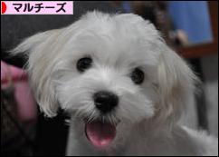 にほんブログ村 犬ブログ マルチーズへ