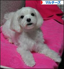 にほんブログ村 犬ブログ マルチーズへ
