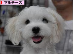 にほんブログ村 犬ブログ マルチーズへ