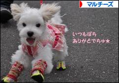 にほんブログ村 犬ブログ マルチーズへ