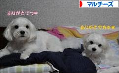 にほんブログ村 犬ブログ マルチーズへ