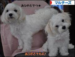にほんブログ村 犬ブログ マルチーズへ