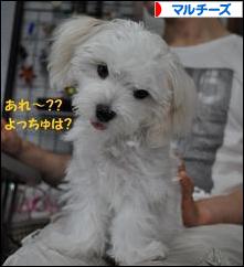 にほんブログ村 犬ブログ マルチーズへ