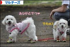 にほんブログ村 犬ブログ マルチーズへ