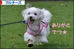 にほんブログ村 犬ブログ マルチーズへ