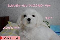 にほんブログ村 犬ブログ マルチーズへ
