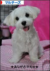 にほんブログ村 犬ブログ マルチーズへ