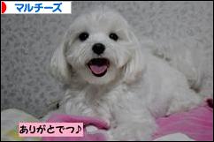 にほんブログ村 犬ブログ マルチーズへ