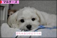 にほんブログ村 犬ブログ マルチーズへ