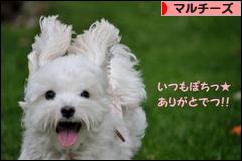 にほんブログ村 犬ブログ マルチーズへ