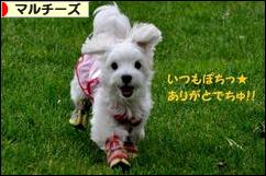 にほんブログ村 犬ブログ マルチーズへ