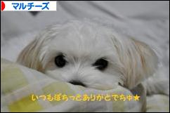 にほんブログ村 犬ブログ マルチーズへ