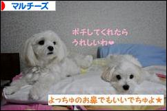 にほんブログ村 犬ブログ マルチーズへ