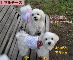 にほんブログ村 犬ブログ マルチーズへ