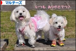 にほんブログ村 犬ブログ マルチーズへ