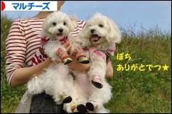 にほんブログ村 犬ブログ マルチーズへ