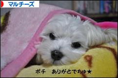 にほんブログ村 犬ブログ マルチーズへ