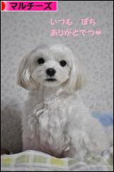にほんブログ村 犬ブログ マルチーズへ