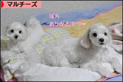 にほんブログ村 犬ブログ マルチーズへ