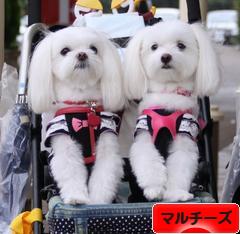 にほんブログ村 犬ブログ マルチーズへ