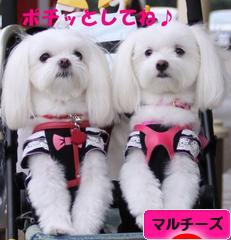 にほんブログ村 犬ブログ マルチーズへ