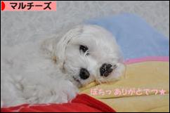 にほんブログ村 犬ブログ マルチーズへ