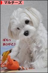 にほんブログ村 犬ブログ マルチーズへ