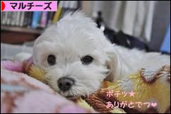 にほんブログ村 犬ブログ マルチーズへ