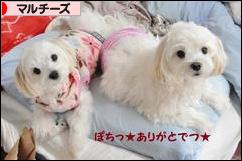 にほんブログ村 犬ブログ マルチーズへ