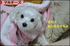 にほんブログ村 犬ブログ マルチーズへ