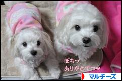 にほんブログ村 犬ブログ マルチーズへ
