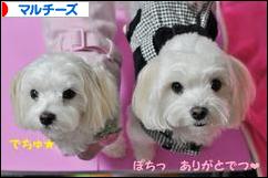 にほんブログ村 犬ブログ マルチーズへ