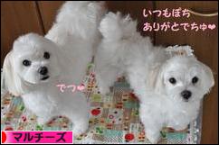 にほんブログ村 犬ブログ マルチーズへ