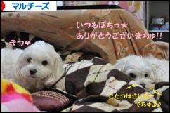 にほんブログ村 犬ブログ マルチーズへ