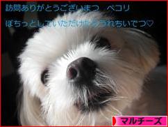 にほんブログ村 犬ブログ マルチーズへ