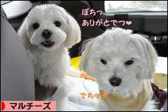 にほんブログ村 犬ブログ マルチーズへ