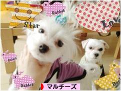 にほんブログ村 犬ブログ マルチーズへ