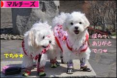 にほんブログ村 犬ブログ マルチーズへ