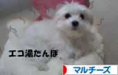 にほんブログ村 犬ブログ マルチーズへ